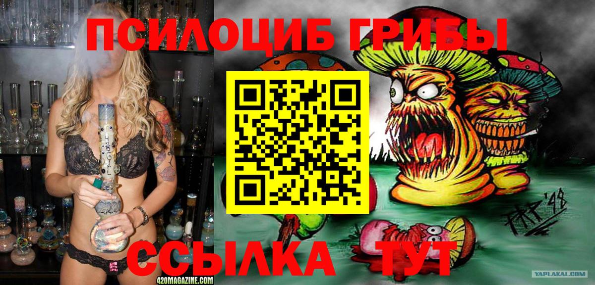 Псилоцибиновые грибы Psilocybe Краснознаменск